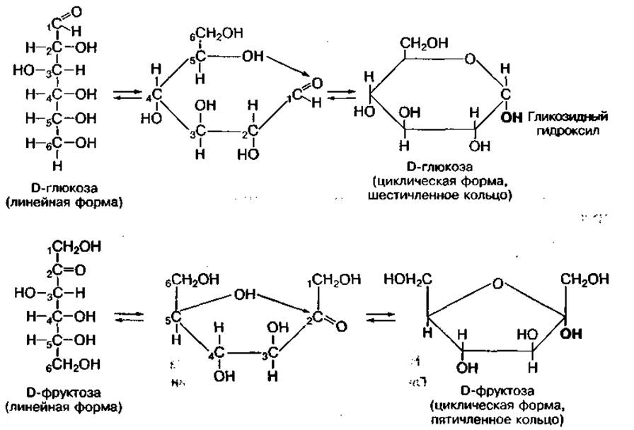 И глюкоза и фруктоза реагируют с. Циклическая форма Глюкозы и фруктозы. Фруктоза линейная и циклическая формулы. Фруктоза открытая и циклическая форма. Линейная и циклическая форма фруктозы.