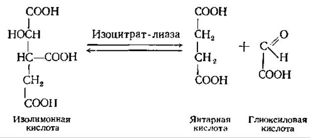 Глиоксиловая кислота. Глиоксиловая кислота формула. Янтарная кислота с КОА. Янтарная кислота in vivo. Дегидрирование карбоновых кислот.