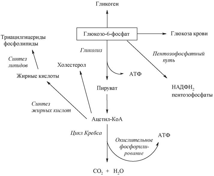 По какой схеме был осуществлен первый искусственный синтез углеводов