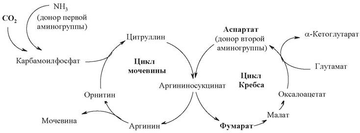 Велосипед кребса — купить по низкой цене на Яндекс Маркете