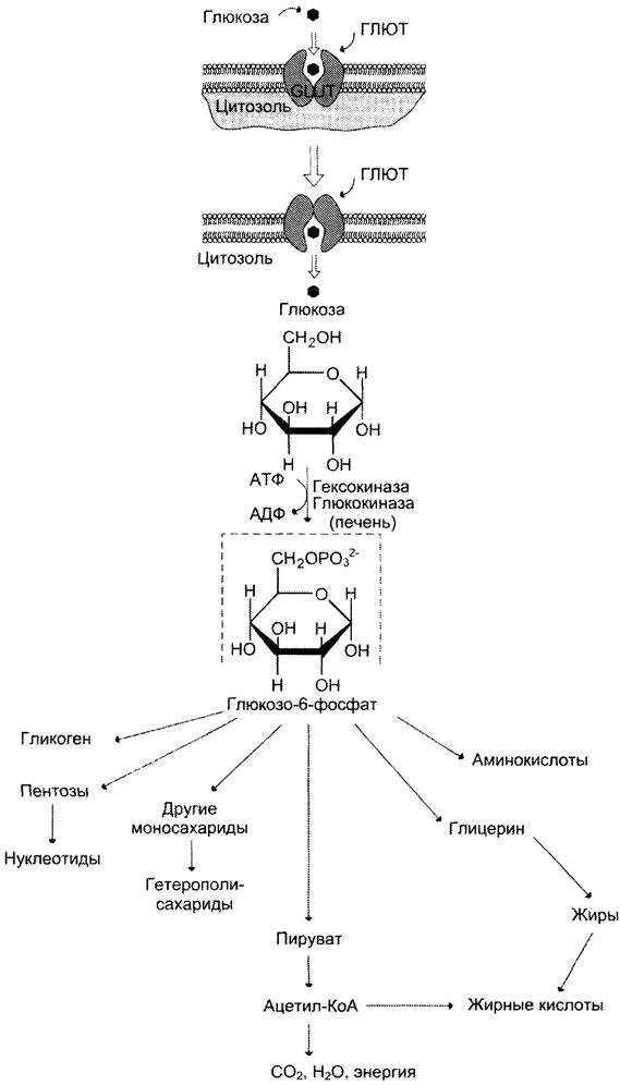 Схема обмена глюкозы в клетке