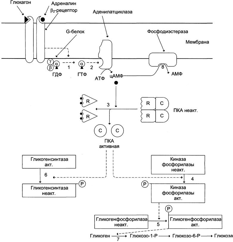 Синтез глюкагона биохимия схема