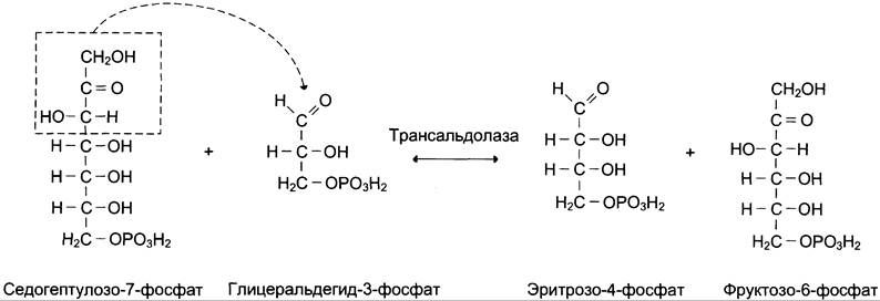 Рибозо 5 фосфат