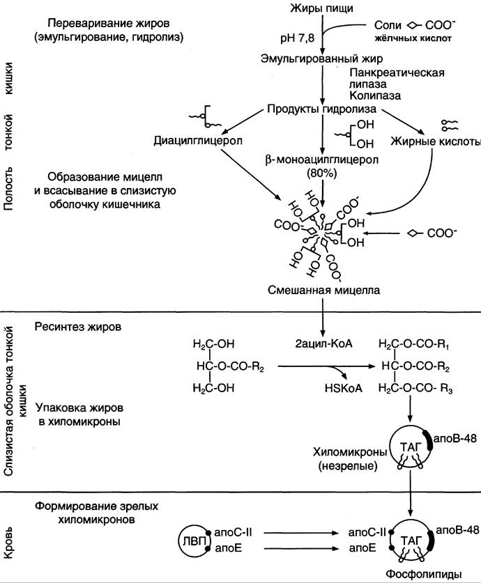 Схема переваривания липидов в жкт