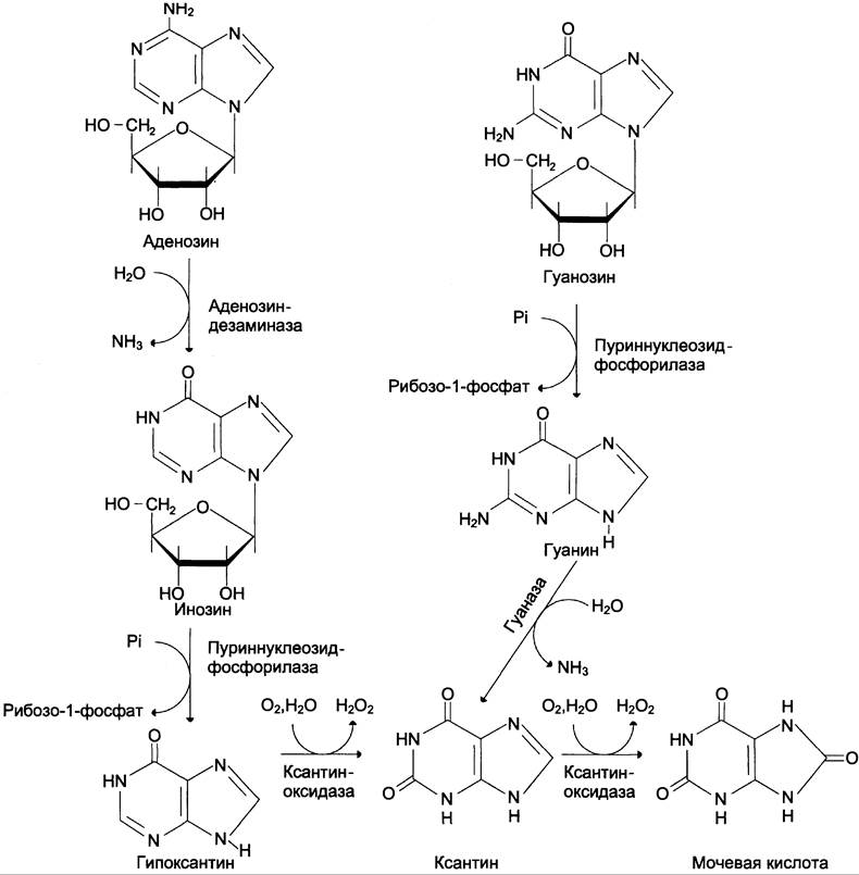 Схема образования аденозина