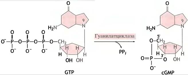 Фермент гуанилатциклаза сосудистой стенки относится к рецепторам типа