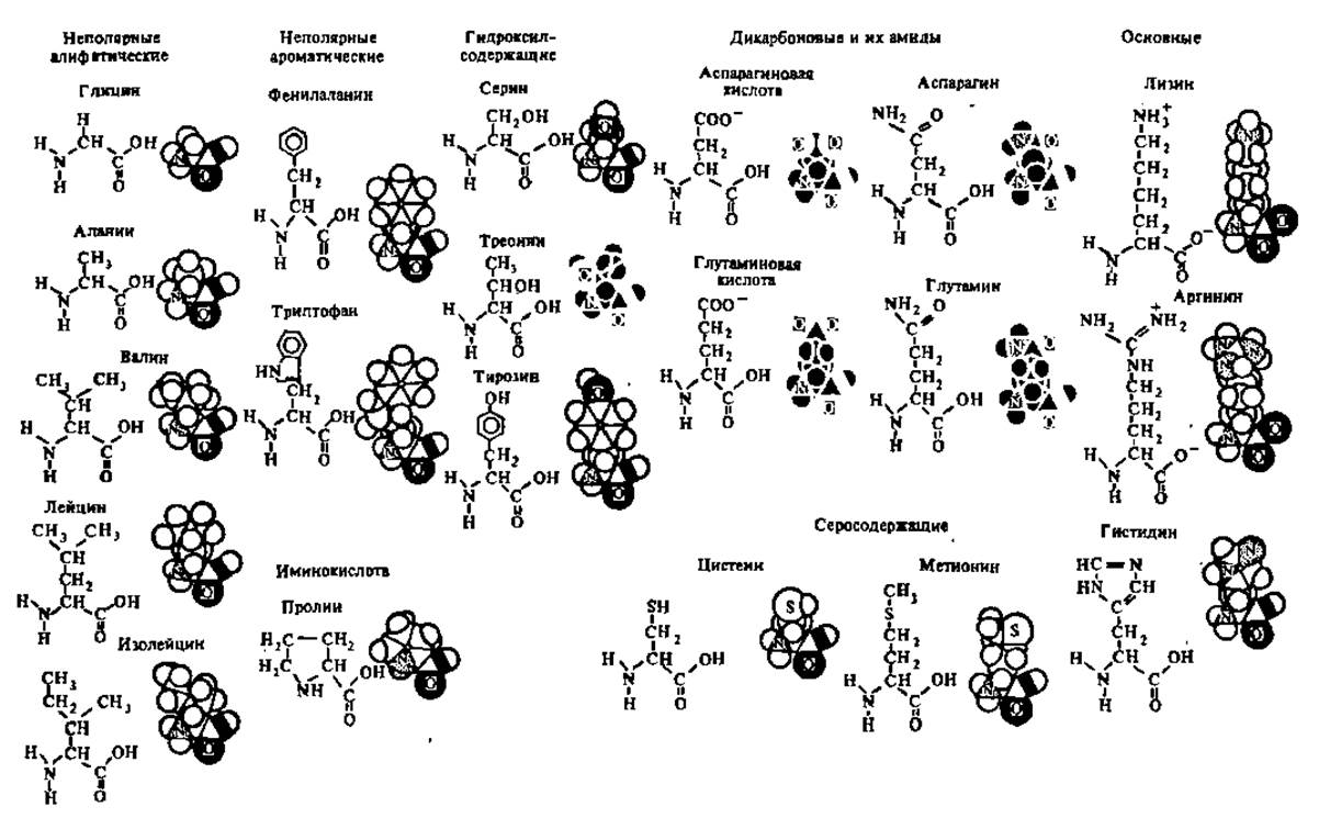 Аминокислотами входящими в состав белка являются. Схема состава белков белки аминокислоты. Аминокислоты пространственная структура. Аминокислотный состав белков. Пространственное строение белков.