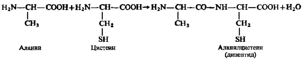 Глицин серин дипептид. Формула трипептида аланин цистеин глицина. Трипептид глицин аланин цистеин. Образование дипептида из аланина и цистеина. Цистеин образование дипептида.
