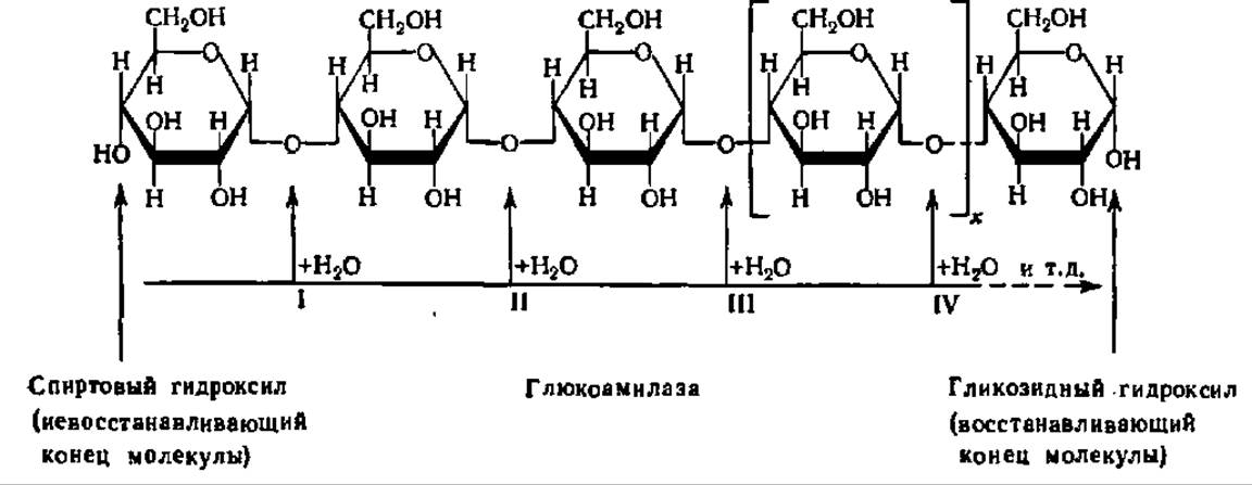 Схема последовательного ферментативного гидролиза крахмала. Схема гидролиза полисахаридов. Ферментативный гидролиз мальтозы. Гидролиз крахмала.