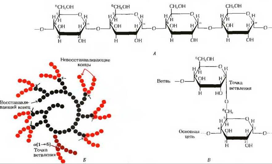 Строение амилозы 1,4. Схема строения полисахаридов. Строение амилозы. Крахмал состоит из амилозы и амилопектина.