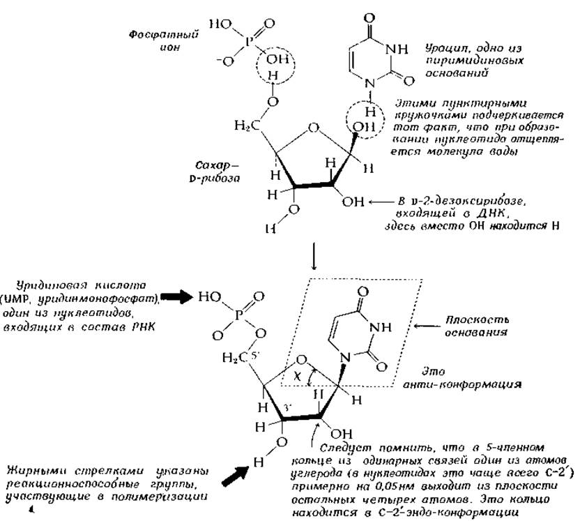 Фрагмент молекулы нуклеиновой кислоты