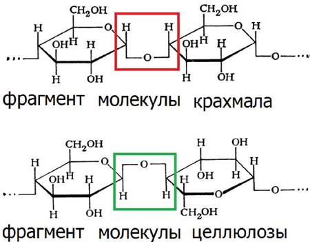 Строение крахмала и целлюлозы. Формула биозного фрагмента целлюлозы. Строение биозного фрагмента основной цепи целлюлозы. Фрагмент крахмала биохимия. Фрагмент строения целлюлозы.