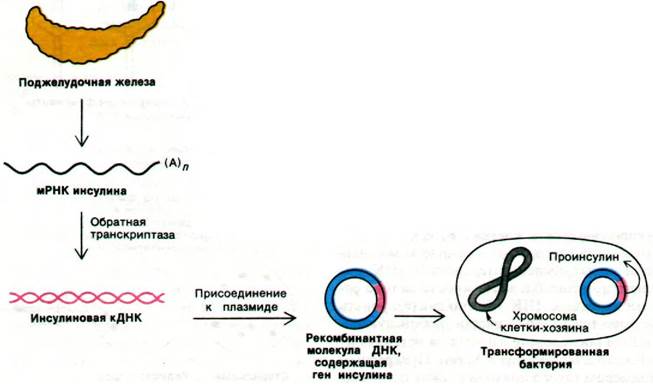 Сколько молекул днк содержат бактерии. Трансформация бактериальных клеток. Трансформация ДНК В бактериальной клетке. Стадии трансформации бактерий. Фазы трансформация у бактерий.