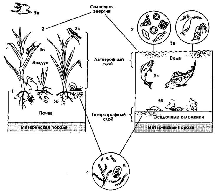 В естественной экосистеме круговорот веществ. Общая структура наземной и водной экосистем. Схеме структуры биогеоценоза (экосистемы):. Биогеоценоз пруда схема.