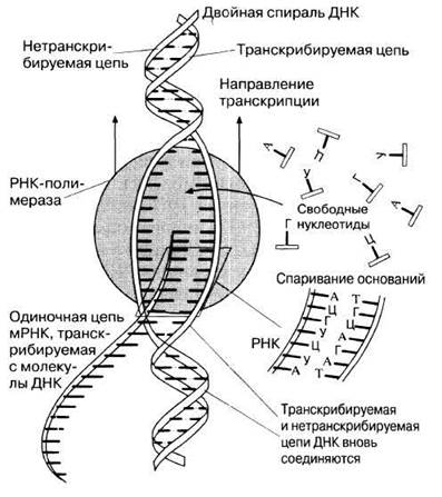 Схема транскрипции днк