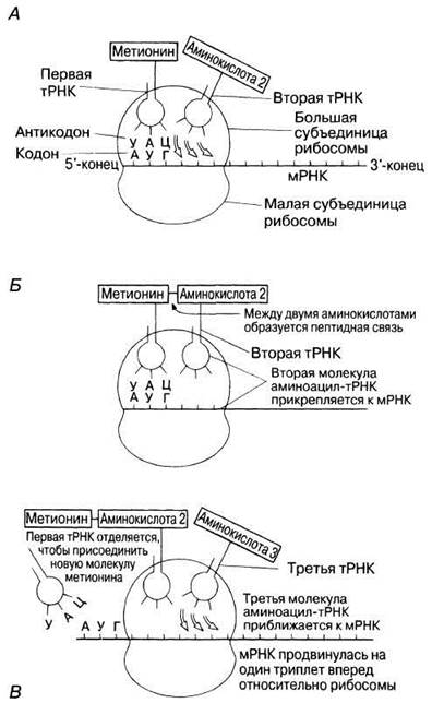 Антикодоны трнк поступают к рибосомам