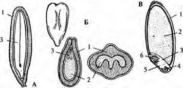 Строение семян яблони и тыквы рисунок биология