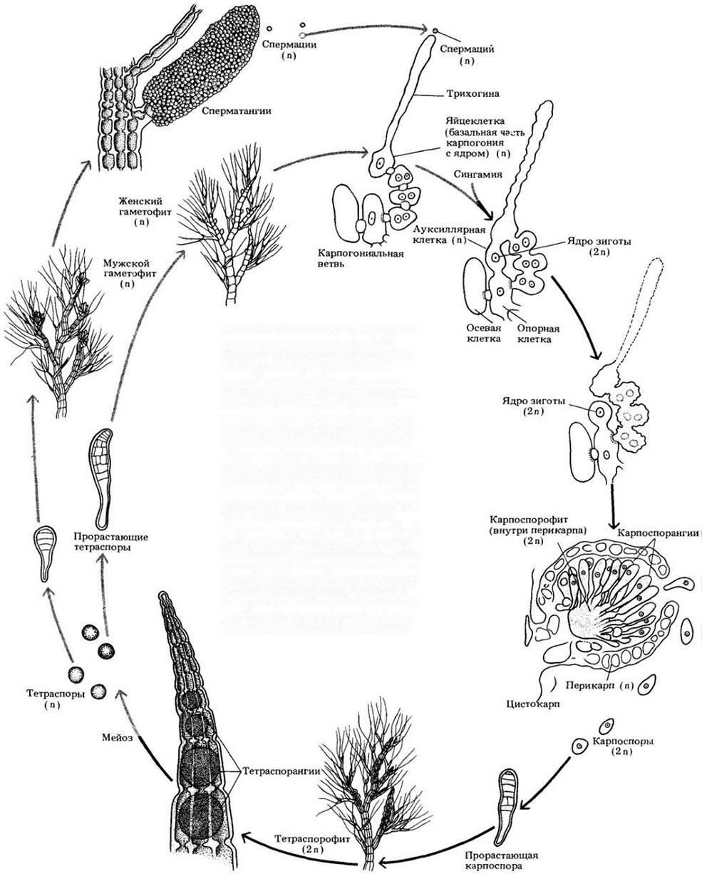Схема ламинарии. Жизненный цикл красных водорослей схема. Цикл развития ламинарии схема. Цикл размножения красных водорослей. Цикл развития бурых водорослей.