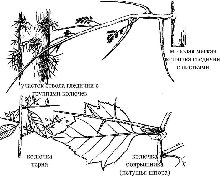 Рассмотрите рисунок 2 или гербарные экземпляры боярышника и винограда