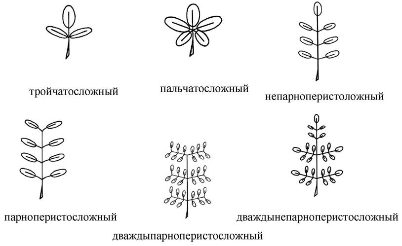 Формулы и диаграммы листорасположения