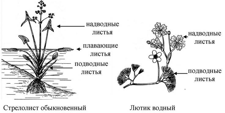 На рисунке изображено растение стрелолист с разными формами листьев