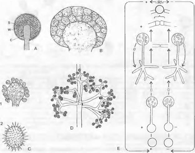 Жизненный цикл зигомицетов схема
