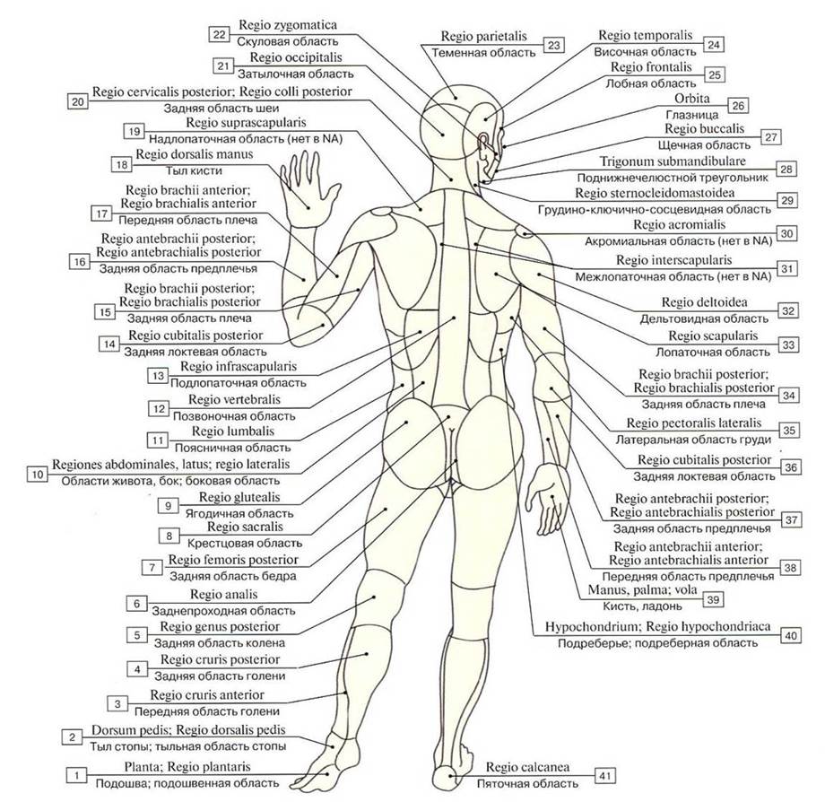 Схема частей тела человека картинки с названиями