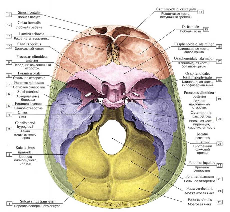 Основание черепа анатомия в картинках