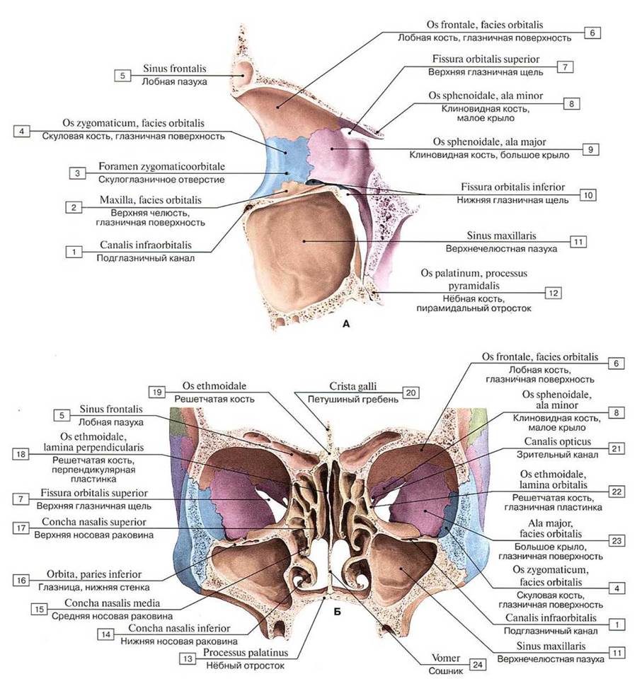 Глазница и носовая полость