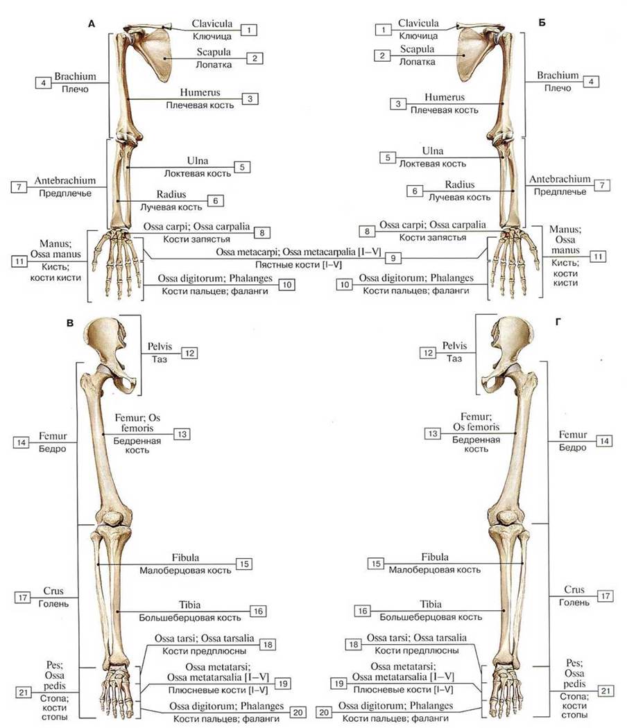 Кости верхней конечности анатомия презентация