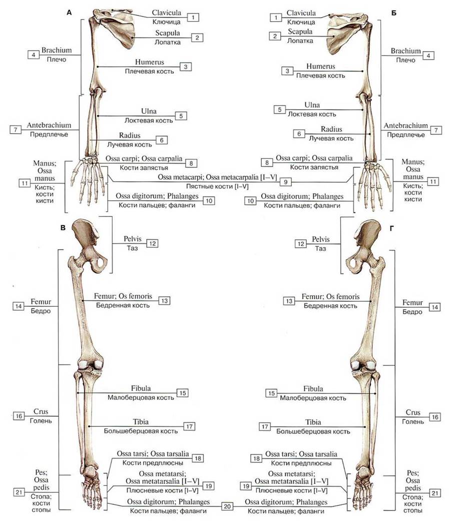 Кости верхней конечности анатомия человека рисунок с подписями