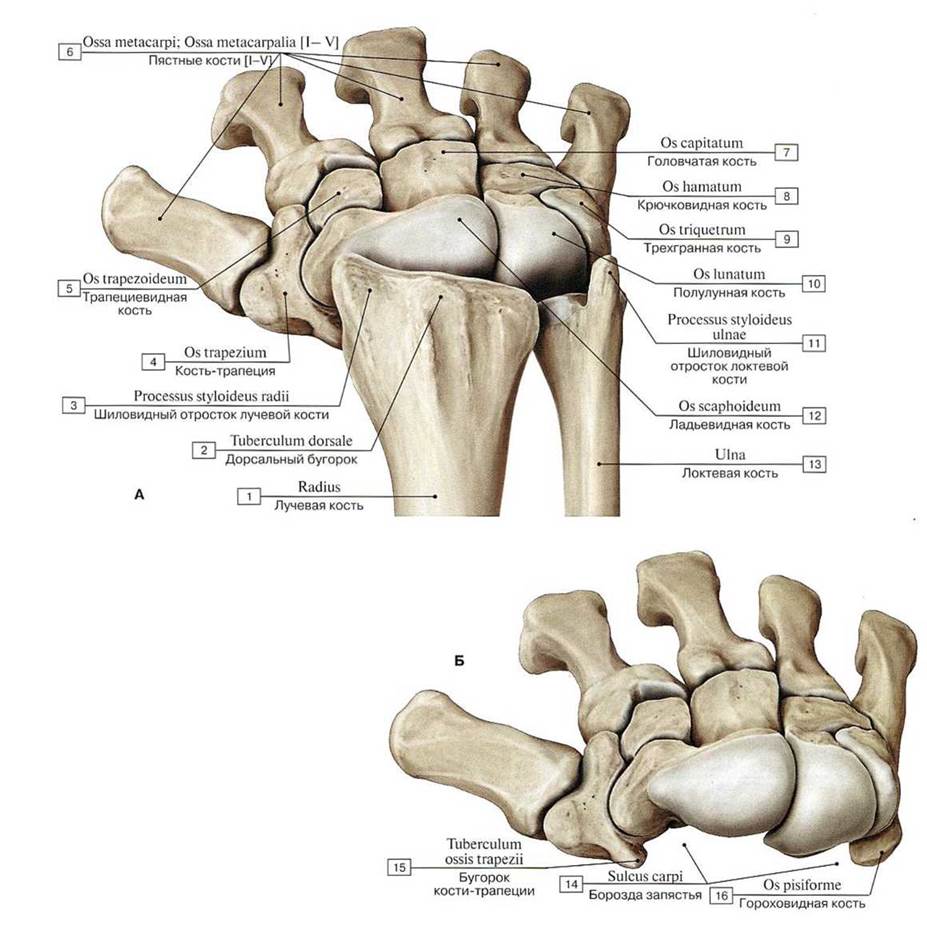 Лучезапястный сустав пластическая анатомия