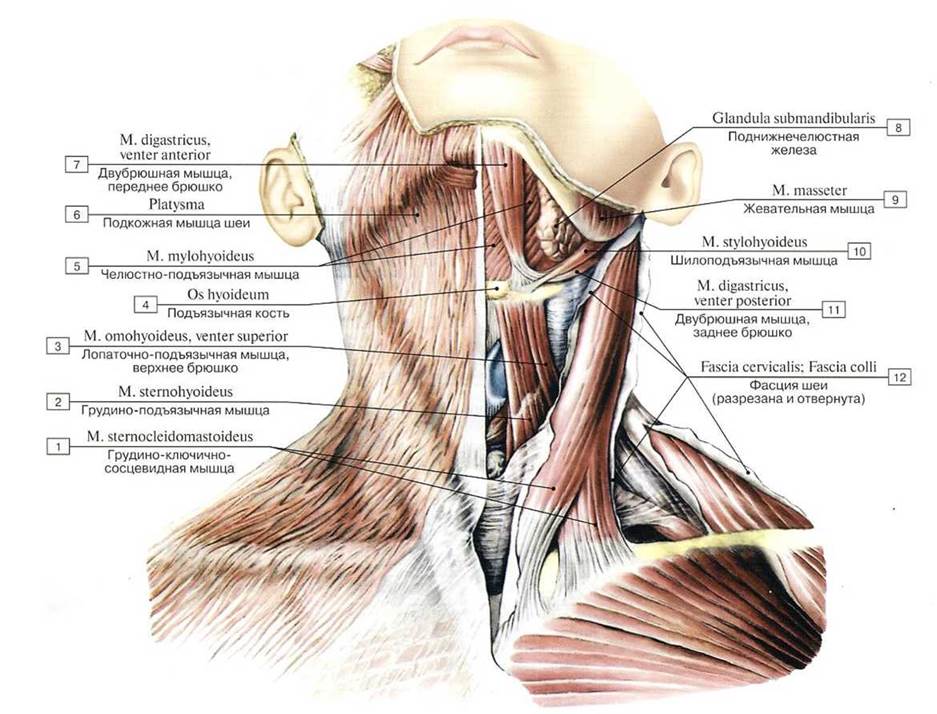 Мышцы головы и шеи схема