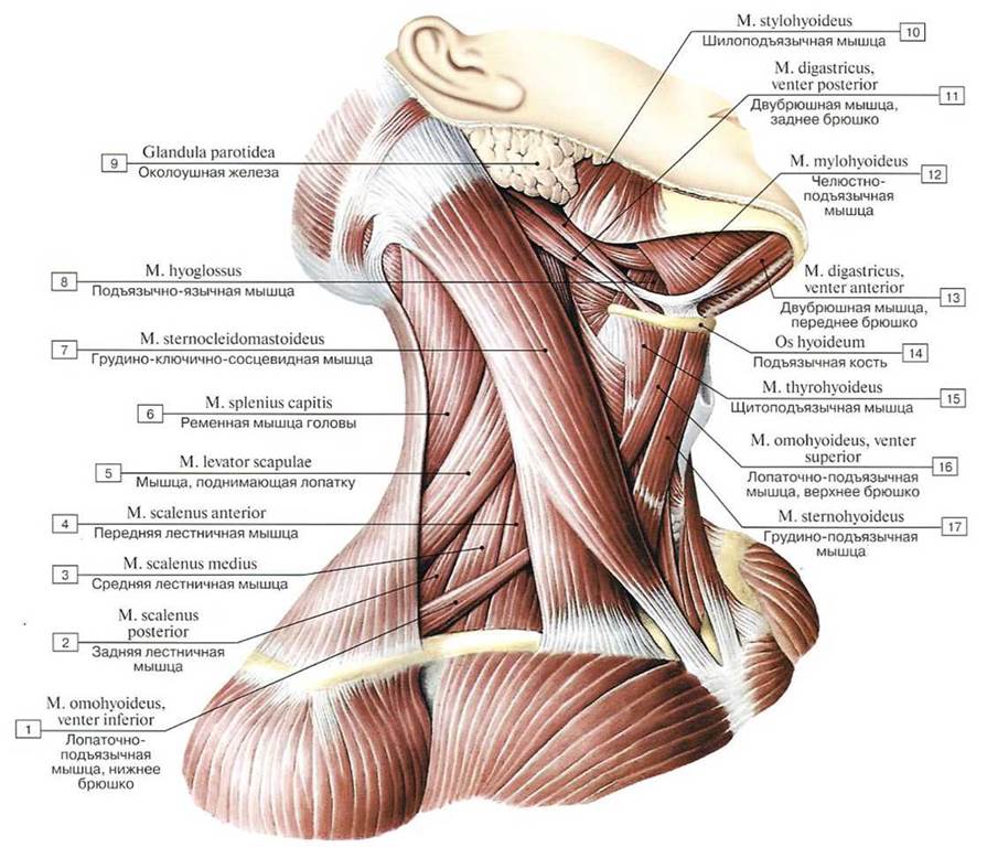 Схема мышцы шеи человека