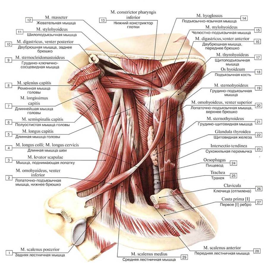 Схема мышцы шеи человека