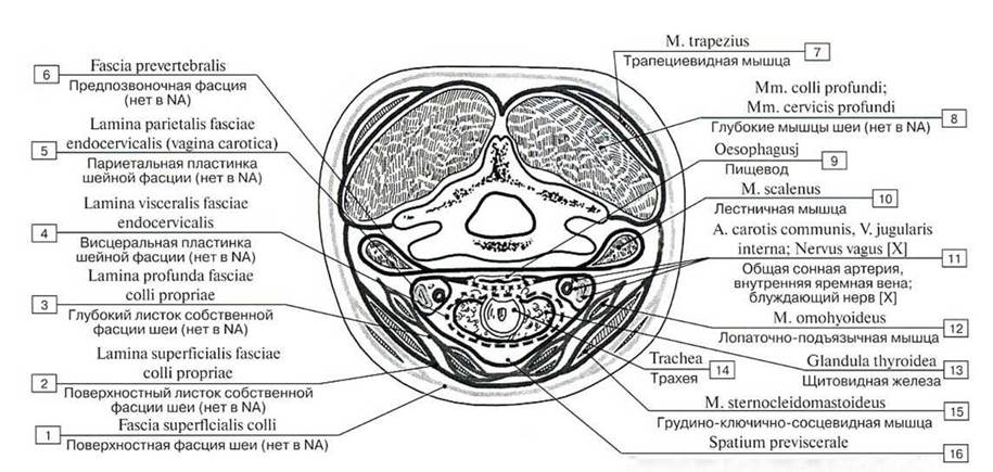 Фасции и клетчаточные пространства шеи схема