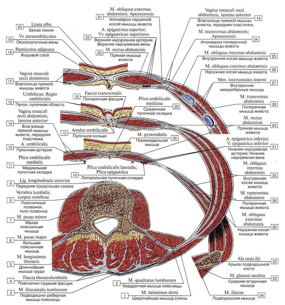 Мышцы и фасции живота анатомия