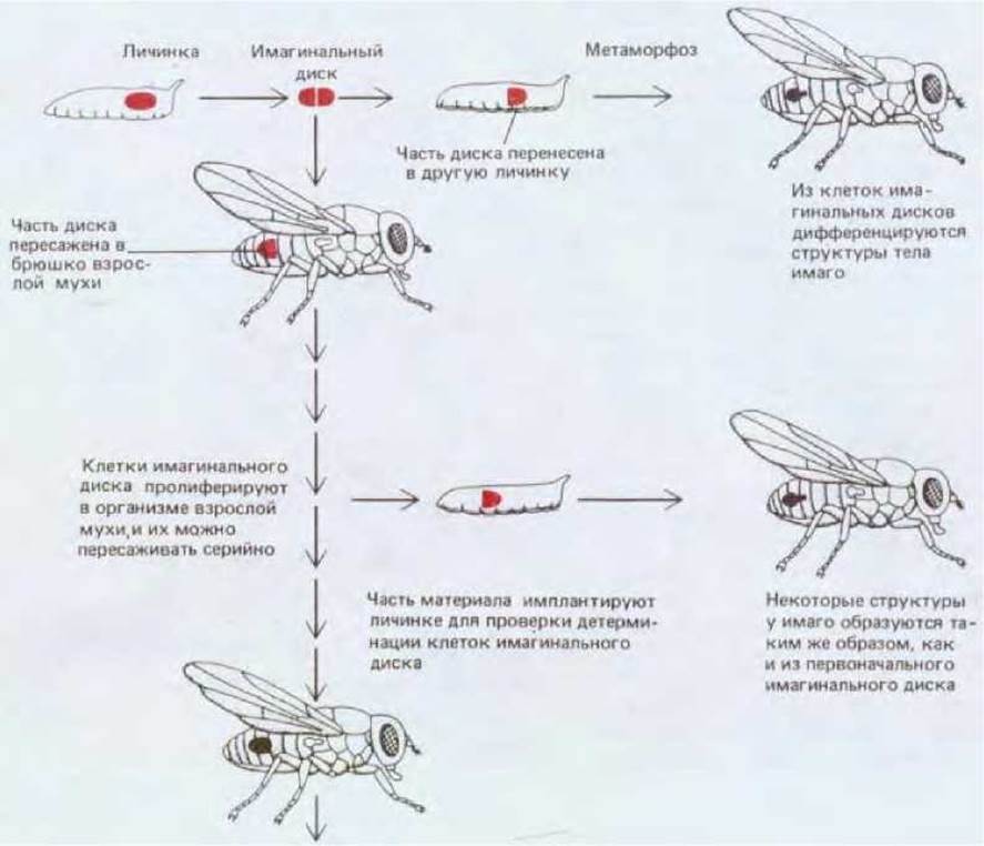 Имагинальный это. Строение личинки дрозофилы. Имагинальные диски дрозофилы личинки. Имагинальные диски у насекомых. Молекулярно генетические механизмы дрозофил.