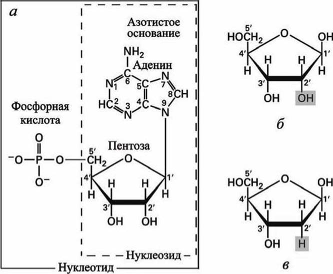 Строение нуклеотида 1 2 3. Отличие нуклеотида от нуклеозида. Схема нуклеотида ДНК. Функции нуклеотидов. Нуклеотид от нуклеозида отличается.