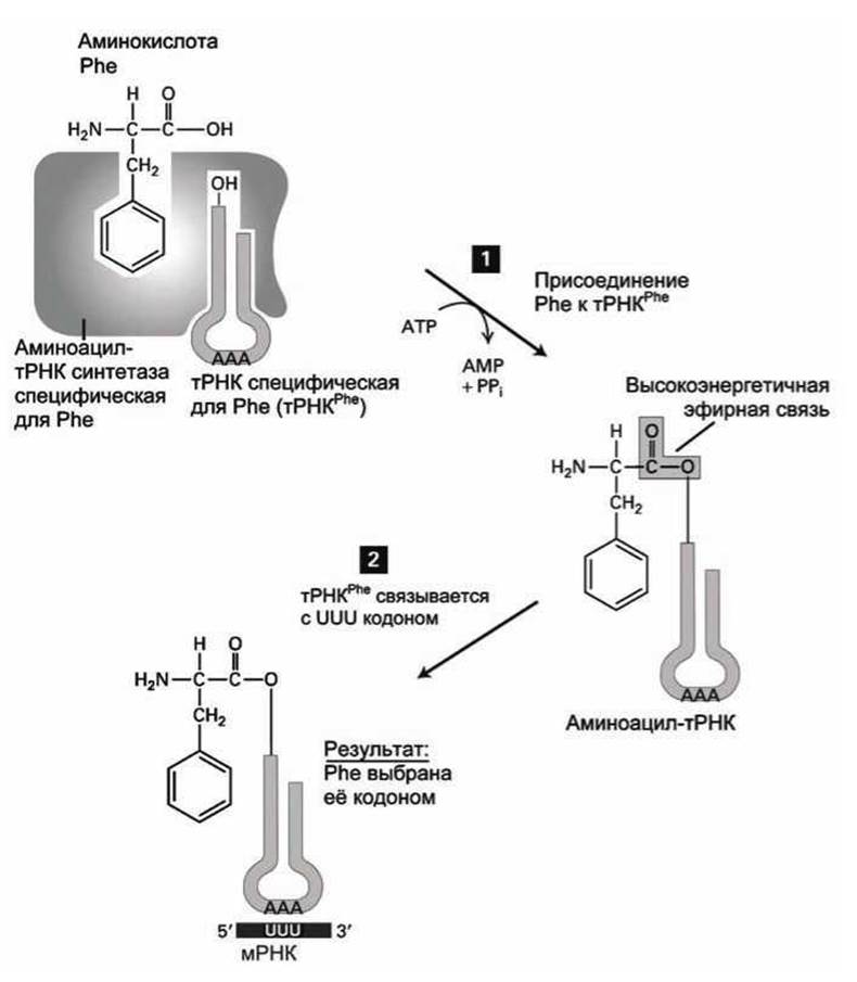 Участие трнк в трансляции. ТРНК трансляция схема. Матричная РНК схема. Роль РНК В трансляции. Процесс формирования комплекса ТРНК С аминокислотой.