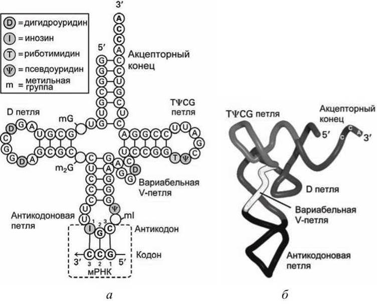 Транспортная РНК. ТРНК рисунок. Строение транспортной РНК. Трехмерная модель ТРНК.