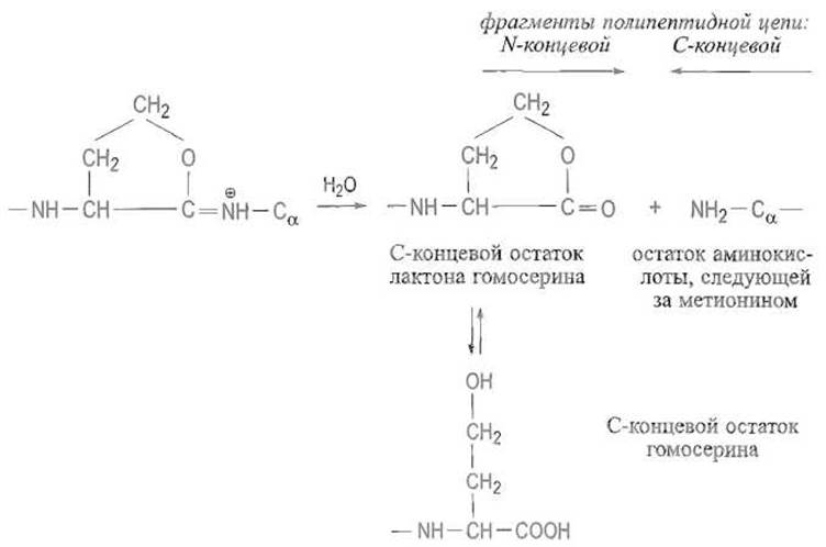 Методы определения первичной структуры белка